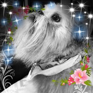 Meet your Posher, Patricia